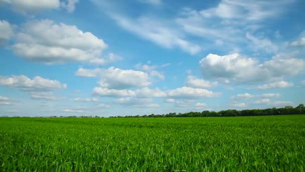 Panorama van het veld met tarwe - Video