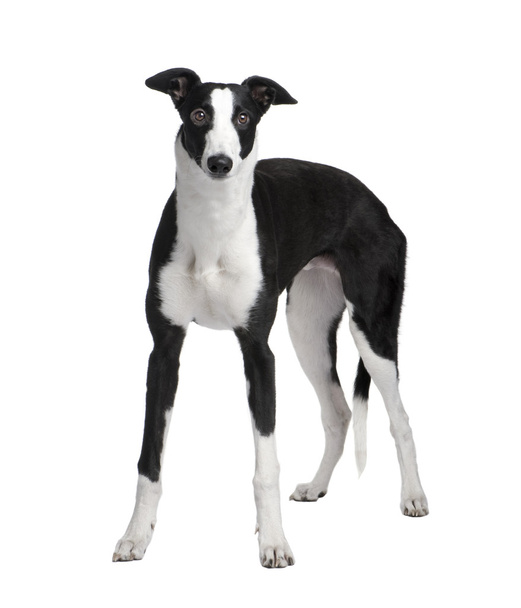 Greyhound (7 months) - Foto, Imagem