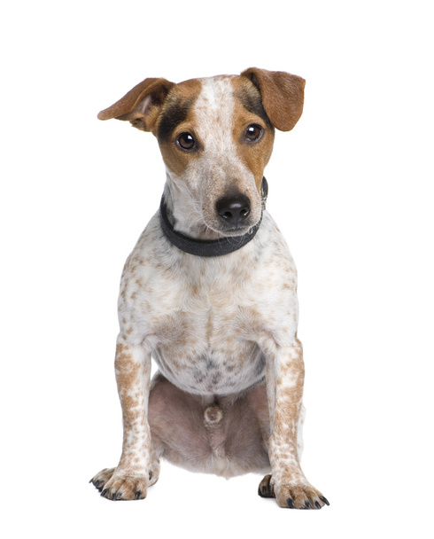 Vegyes fajta kutya között egy jack russell és egy tacskó (3 év) - Fotó, kép