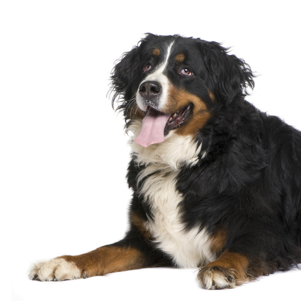 Бернская горная собака (5 лет)
) - Фото, изображение