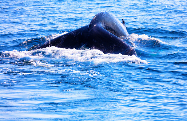 Хвост кита, мыс трески, мыс трески
 - Фото, изображение