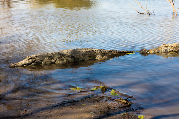 Crocodilo sagrado, Burkina Faso
 - Foto, Imagem