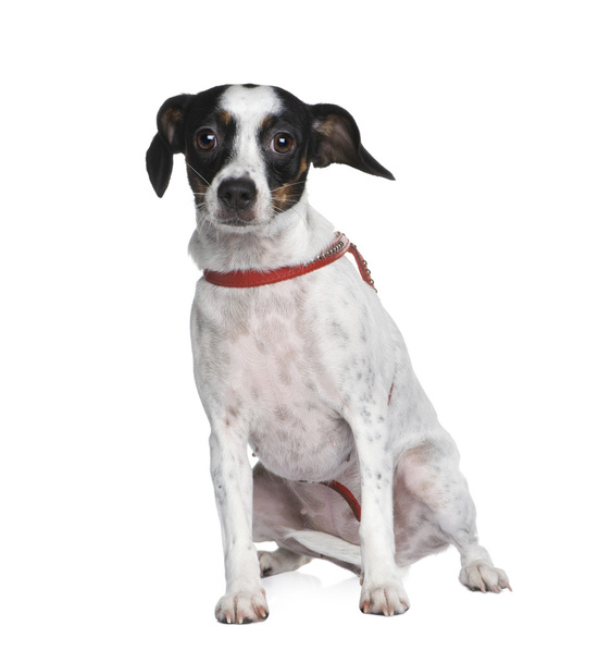 Mixed-Breed Dog between a jack russel and a cavalier king charle - Photo, Image