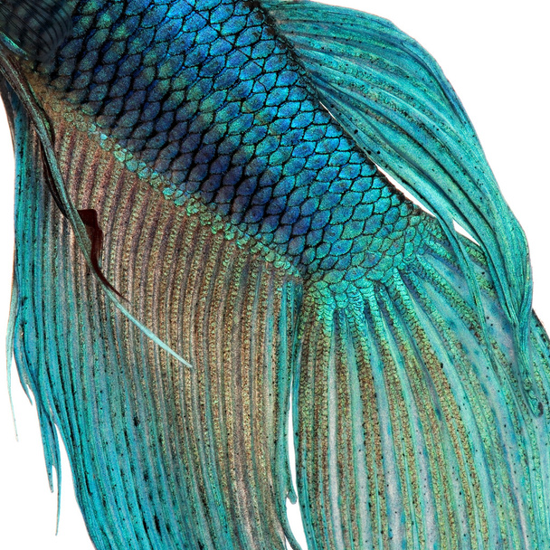 Крупный план на рыбьей шкуре - синяя сиамская боевая рыба
 - Фото, изображение