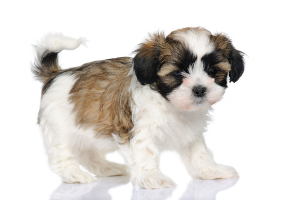 Cane di razza mista cucciolo tra Shih Tzu e cane maltese (7 settimane
) - Foto, immagini