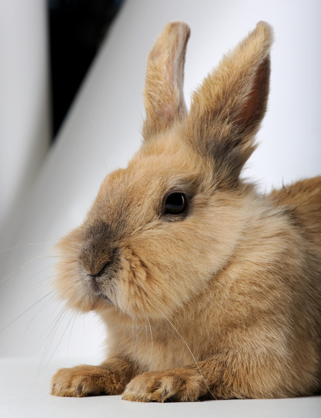 Conejo (3 años)
) - Foto, Imagen