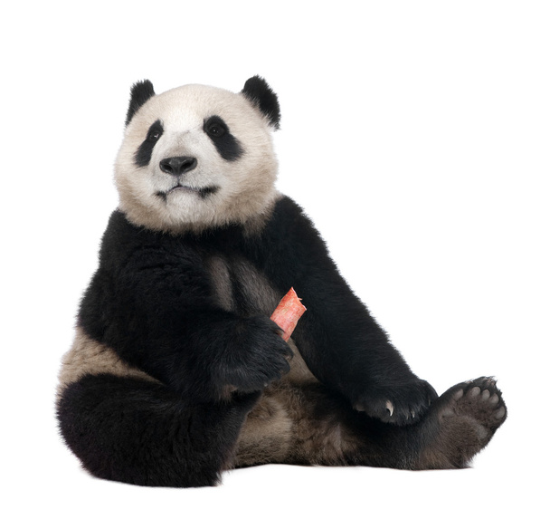 Panda Velká (18 měsíců) - Ailuropoda melanoleuca - Fotografie, Obrázek