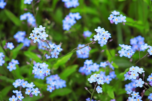 Forget-Me-Not Blue Flowers In Spring Closeup - Photo, Image