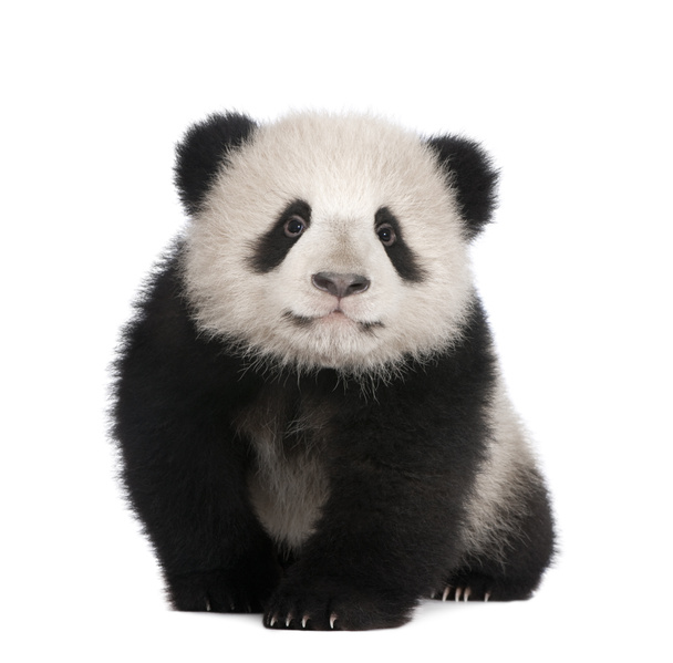 Panda géant (6 mois) - Ailuropoda melanoleuca
 - Photo, image