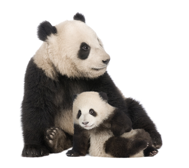 Pandaイメージ 写真素材との写真panda