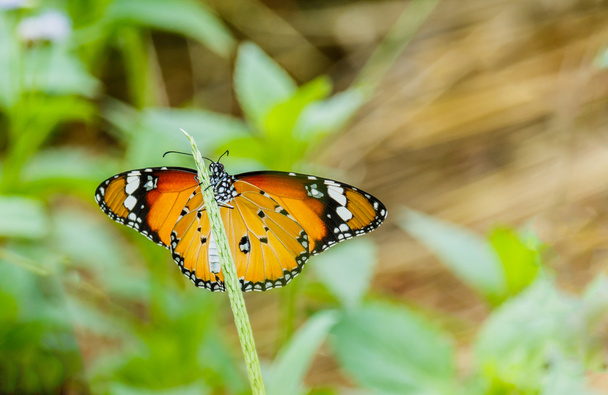 Close-up vlinder op bloem  - Foto, afbeelding