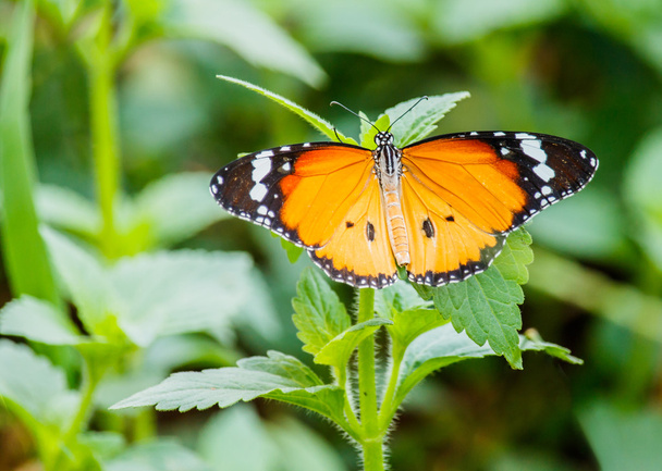 Close-up vlinder op bloem  - Foto, afbeelding