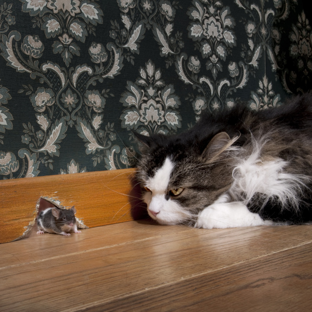 Gato olhando para um rato saindo de seu buraco
 - Foto, Imagem