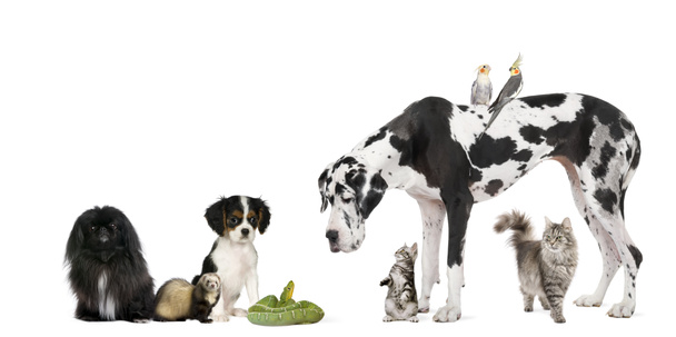 Groupe d'animaux devant fond blanc, plan studio
 - Photo, image
