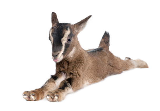 Brown Young Goat lying down (3 weeks old) - Photo, Image