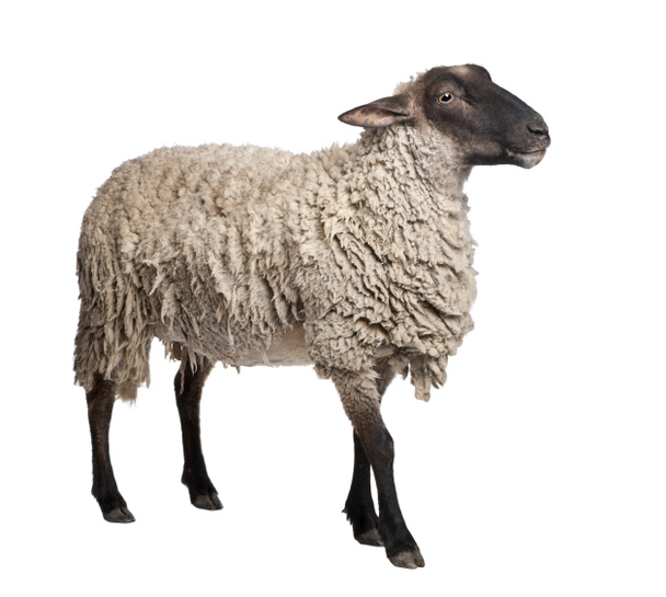 Vue latérale d'un mouton Suffolk - (6 ans
) - Photo, image