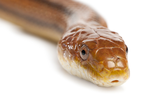 Serpent rat - elaphe obsoleta (4 ans)
) - Photo, image