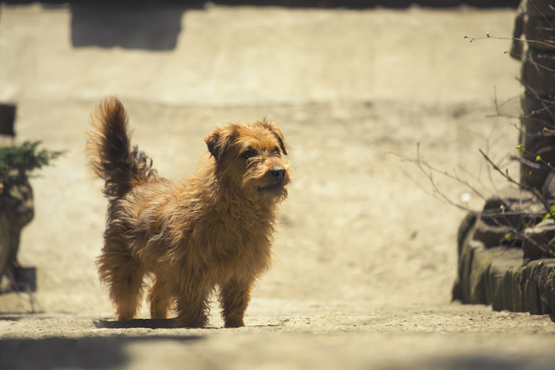 Уличная собака в ожидании человека
. - Фото, изображение