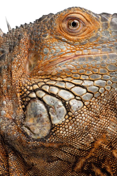 Primo piano su un'iguana verde - Iguana iguana (6 anni
) - Foto, immagini