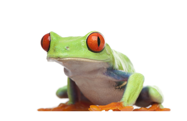 Красноглазая древесная лягушка - Agalychnis callidryas
 - Фото, изображение