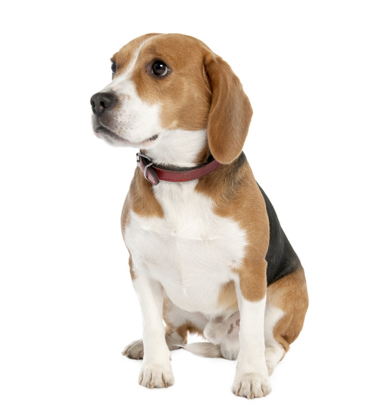 Beagle (18 months old) - Photo, Image
