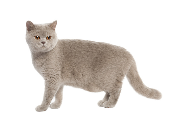 Británico taquigrafía gatito (8 meses
) - Foto, imagen
