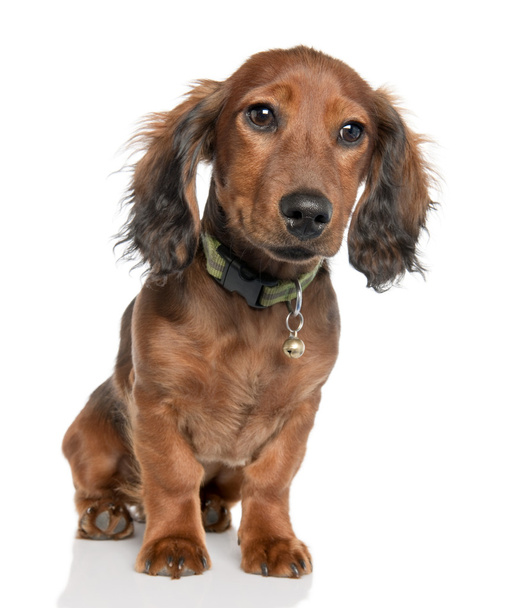 ミニチュアダックスフンド子犬 (5 か月古い) - 写真・画像