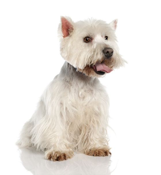 West Highland White Terrier (5 years old) - Photo, Image
