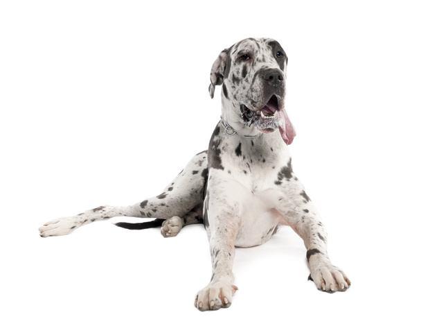 Német dog foltos (18 hónapos) - Fotó, kép