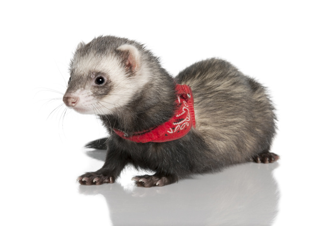 jonge ferret dragen een rode sjaal - mustela putorius furo - Foto, afbeelding