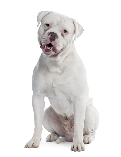 Vanha englanti Bulldog (2 vuotta vanha
) - Valokuva, kuva