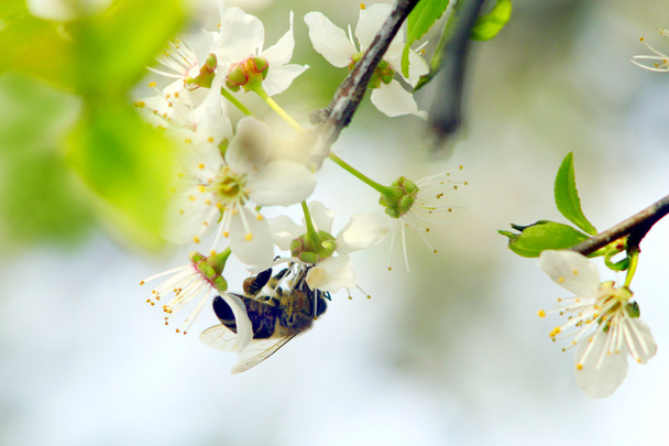 Hummel auf dem Zweig des blühenden Kirschbaums - Foto, Bild