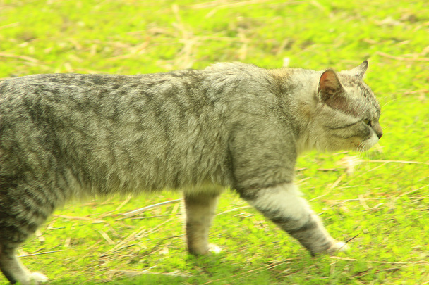 スコットランド ストレートの猫が草の上に行く - 写真・画像