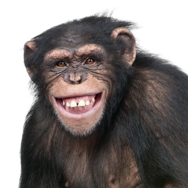 Nuori simpanssi - Simia troglodytes (6 vuotias
) - Valokuva, kuva