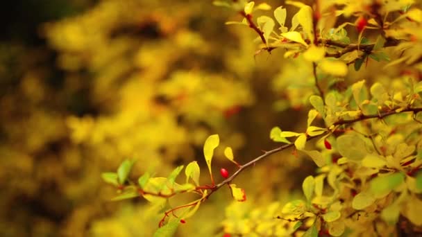 Berberis est un grand genre d'arbustes feuillus et sempervirents de 5 m de haut que l'on trouve dans les régions tempérées et subtropicales du monde (à l'exception de l'Australie
). - Séquence, vidéo