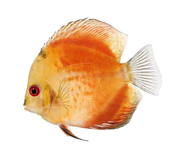 赤い円盤投げ (魚) - 白い背景の前に熱帯魚の一種 aequifasciatus の火災します。 - 写真・画像