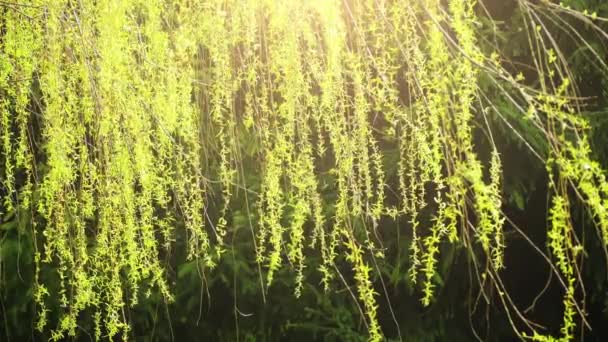 Willows, also called sallows, and osiers, form the genus Salix. Known as willow, but some narrow-leaved shrub species are called osier, and some broader-leaved species are referred to as sallow. - Footage, Video
