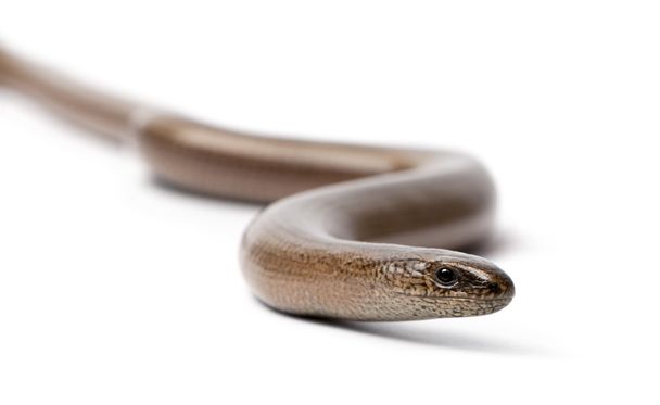 Вид спереду на повільний черв'як Ангіс Фріліс
 - Фото, зображення