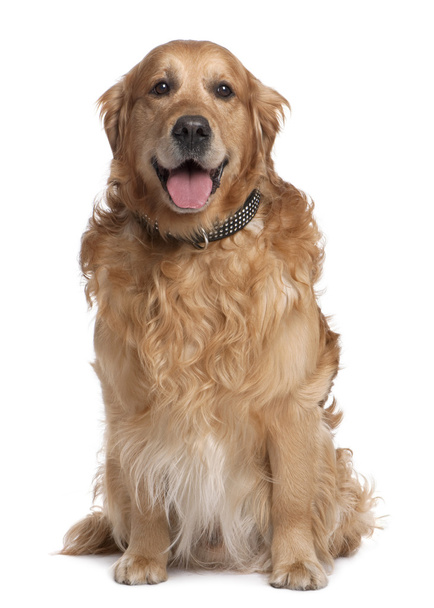 Brown Golden Retriever panting (7 years old) - Photo, Image