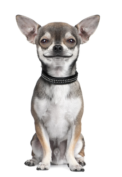 Cão (chihuahua) olhando para a câmera, sorrindo
 - Foto, Imagem