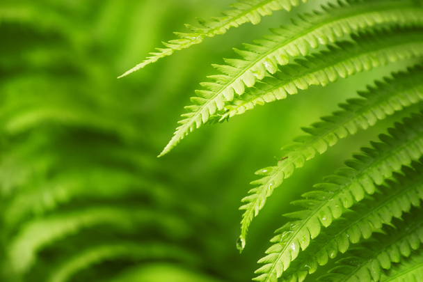 fern leaves, green natural background  - Foto, Bild