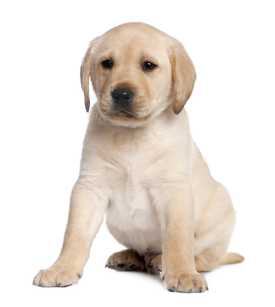 Labrador puppy (6 weeks old) - 写真・画像