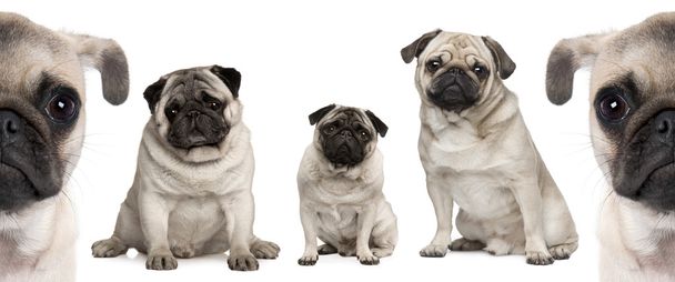 Group of Pug dogs in front of white background - Photo, Image