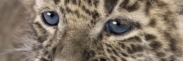 Крупный план персидского леопарда (6 недель)
) - Фото, изображение
