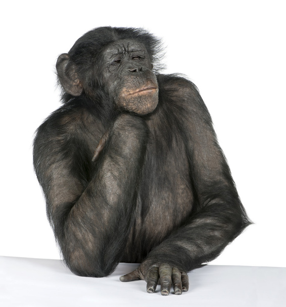 aap in een tabel - Foto, afbeelding