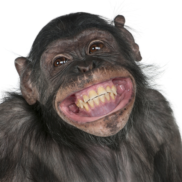 mieszany rasa małpa między szympans bonobo - Zdjęcie, obraz