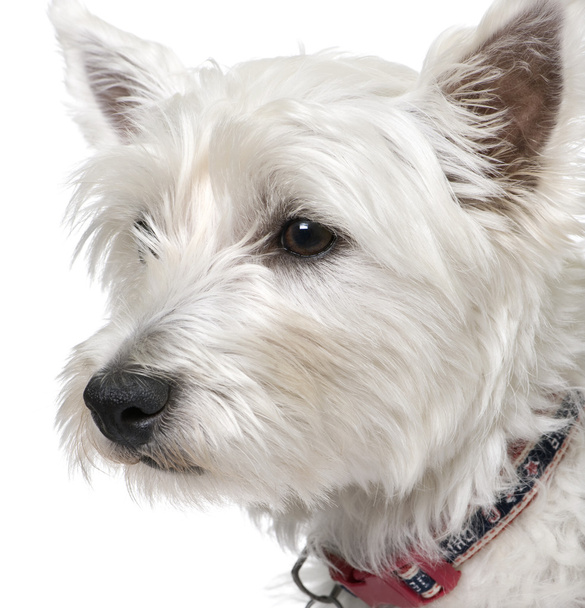 west highland white terrier portret (1 roku życia). - Zdjęcie, obraz