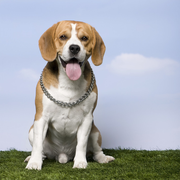 Beagle (2 años)
) - Foto, Imagen