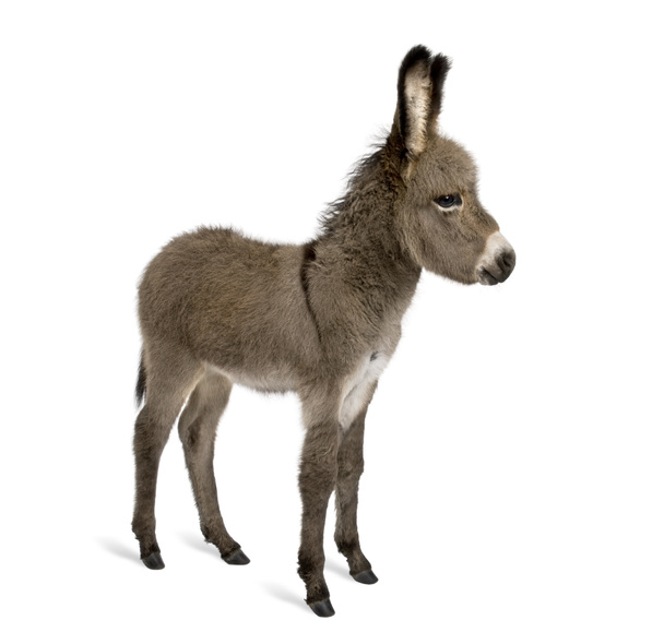 Vista lateral del potro burro, 2 meses de edad, de pie sobre fondo blanco, plano de estudio
 - Foto, imagen