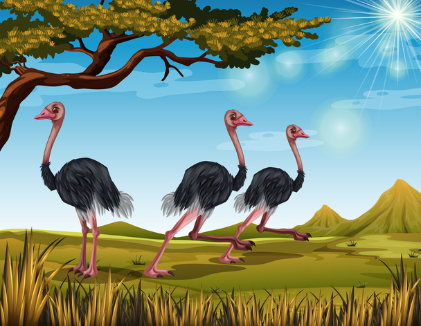 Tres avestruces corriendo en el campo
 - Vector, imagen
